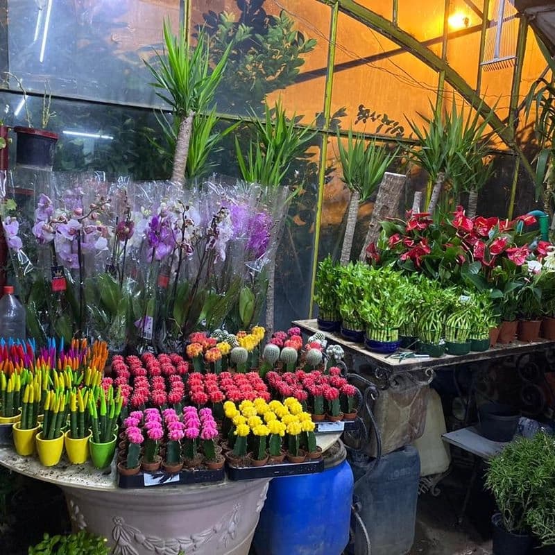 زهور الدار البيضاء