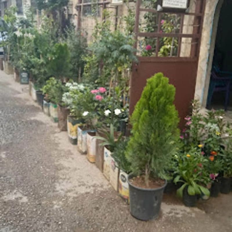 مشتل العباسية