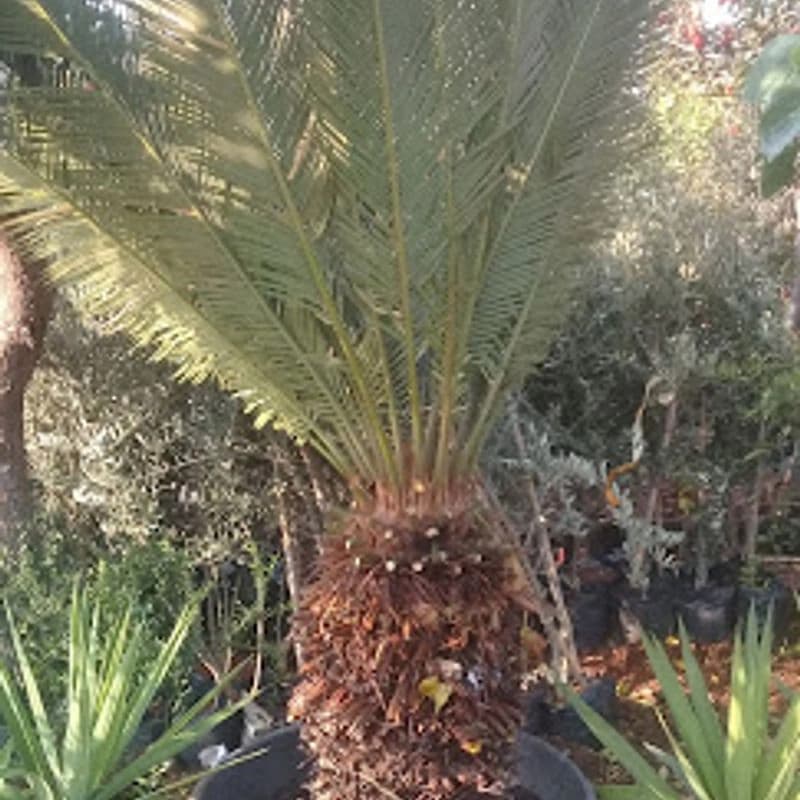 مشتل المجد الزراعي