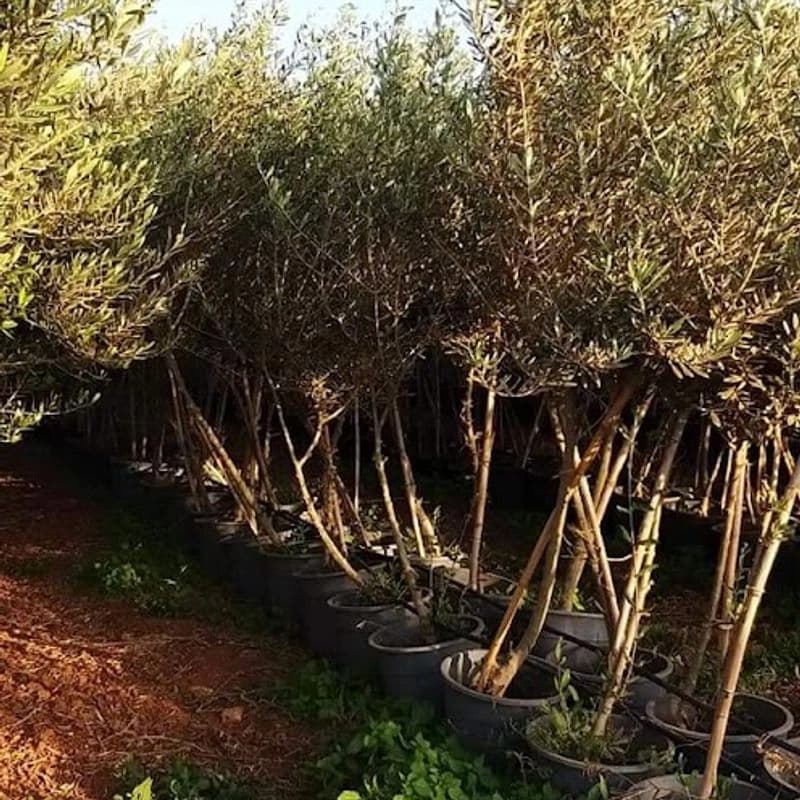 مشتل النابلسي