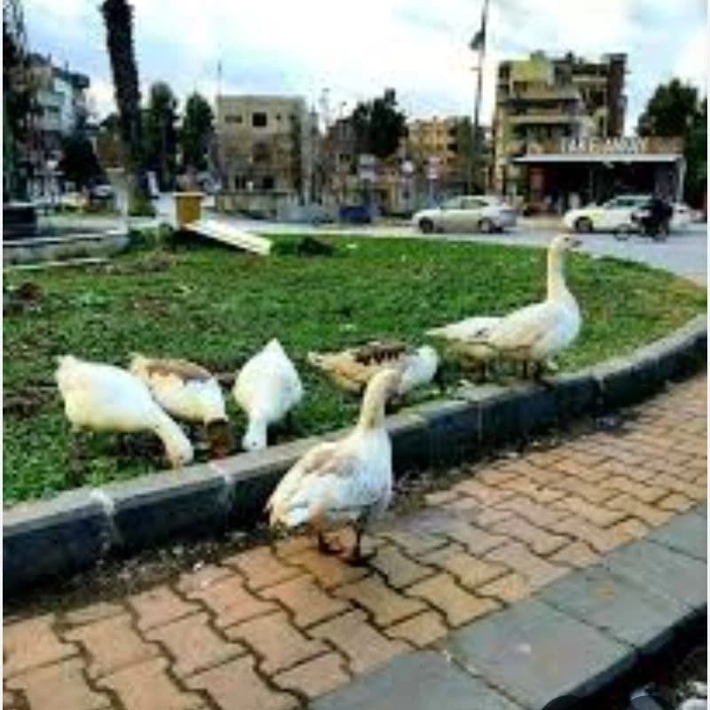 ساحة تشرين