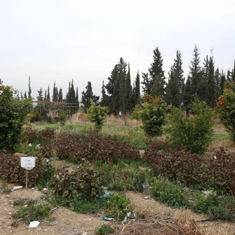حديقة النباتات الطبية