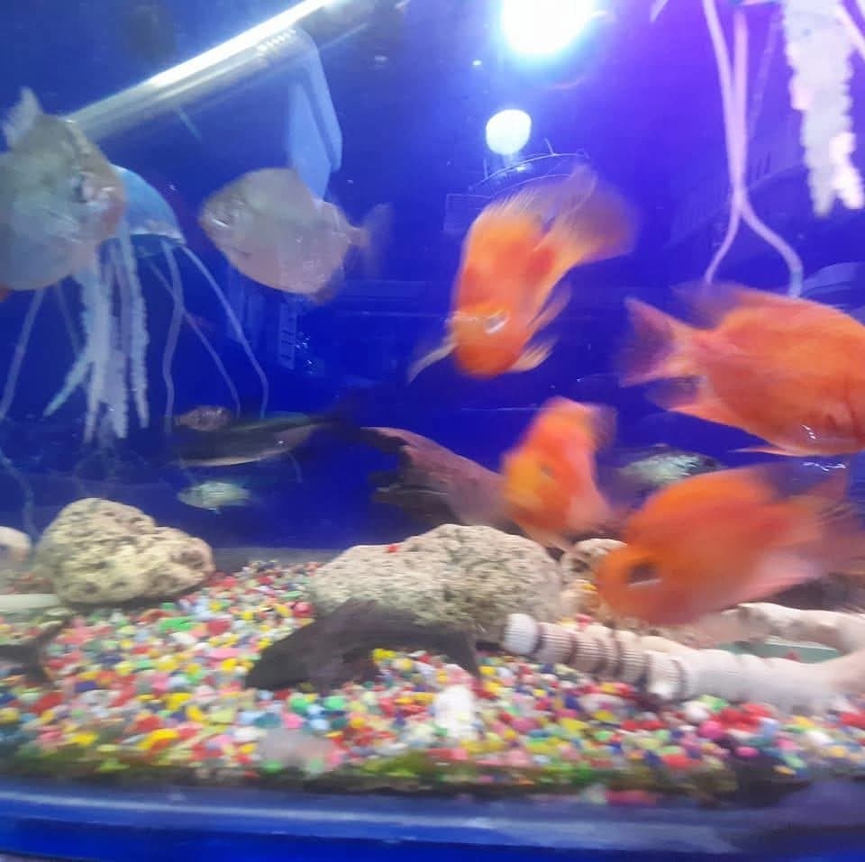 Ajam Aquarium for Ornamental Fish & Pets