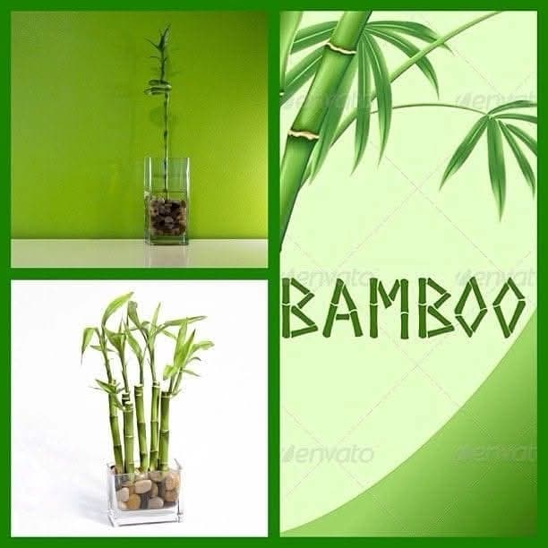 Bamboo Flowers