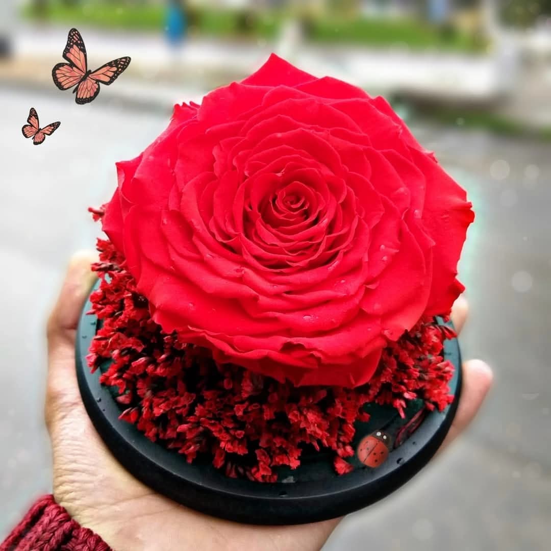 Option Rose