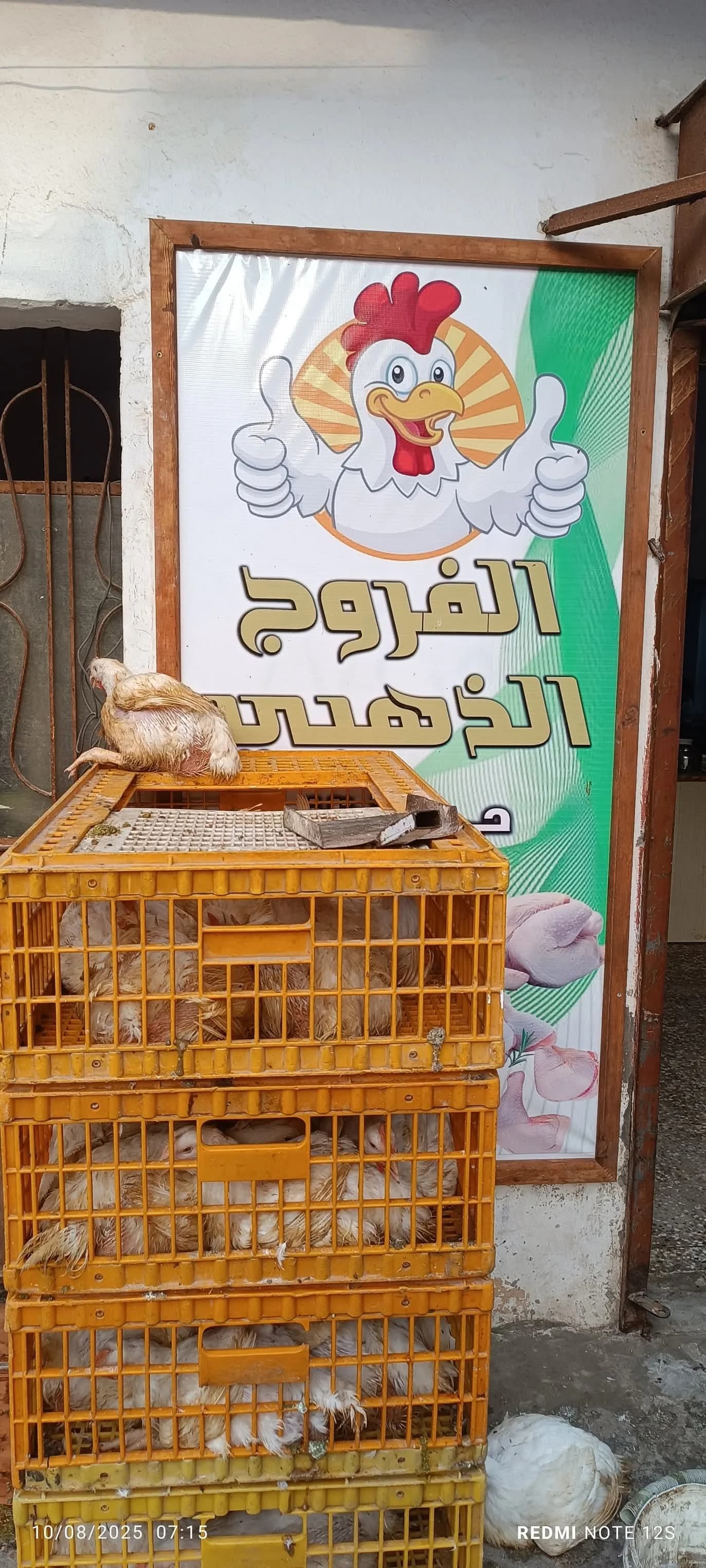 الفروج الذهبي